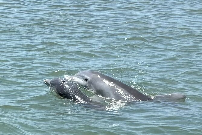 Private Folly Beach Dolphin Watching and Shelling tour - A private boat ride from Folly Beach
