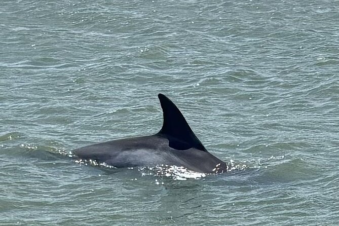 Private Folly Beach Dolphin Watching and Shelling tour - Why the private format matters