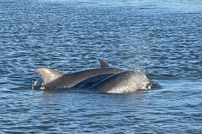 Private Folly Beach Dolphin Watching and Shelling tour - Price, timing, and cancellation details