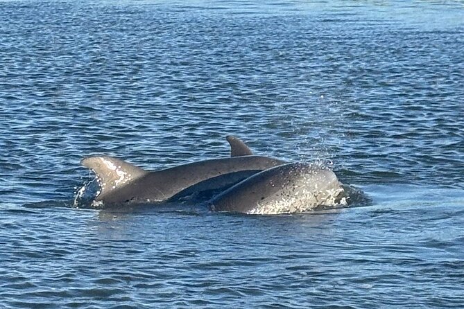 Private Folly Beach Dolphin Watching and Shelling tour - Morris Island and the lighthouse view
