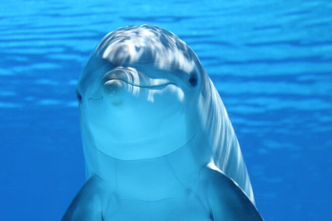 Private Full-Day: Dolphin & Monkey Jungle Adventure - The day at a glance