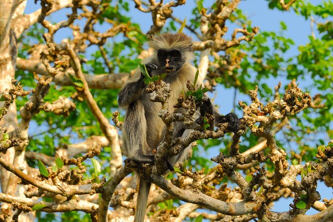 Private Full-Day: Dolphin & Monkey Jungle Adventure - An early boat trip from Matemwe to the dolphin grounds