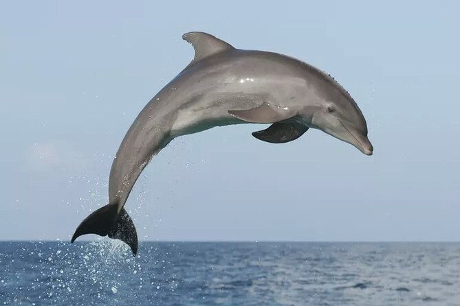 Private Guided Sunset Dolphin Watching in Adriatic Sea - The speedboat adds real fun