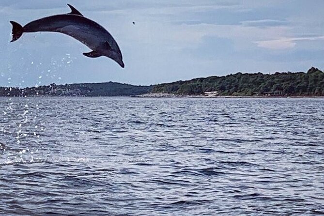 Private Guided Sunset Dolphin Watching in Adriatic Sea - Skippers who shape the experience
