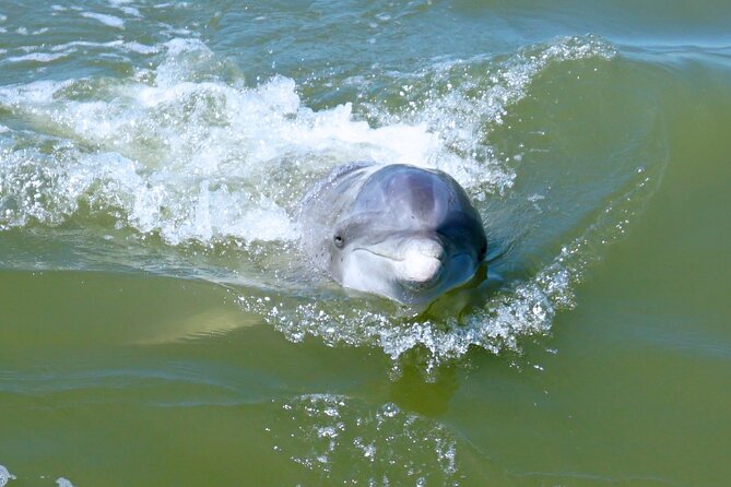 Private Hilton Head Dolphin Tour - Key points to know before you book