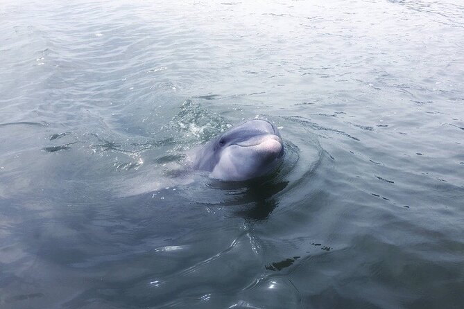 Private Hilton Head Dolphin Tour - A private start at 86 Helmsman Way