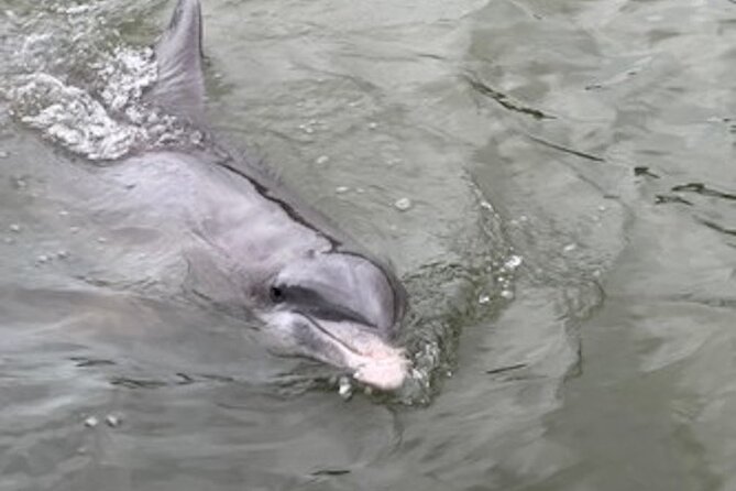 Private Hilton Head Dolphin Tour - Daufuskie Island from the water