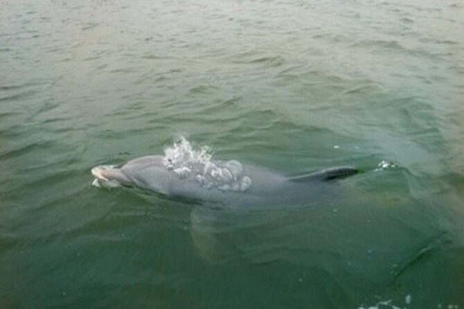 Private Hilton Head Dolphin Tour - Is $329 a fair price?