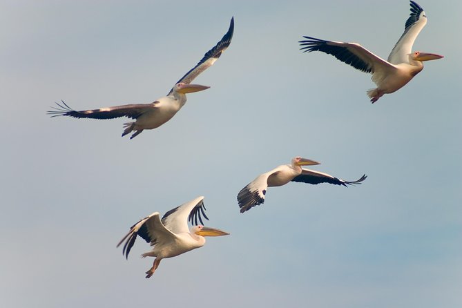 Private Historical Wildlife and Dolphin Cruise South Padre Island - Wildlife beyond the dolphins