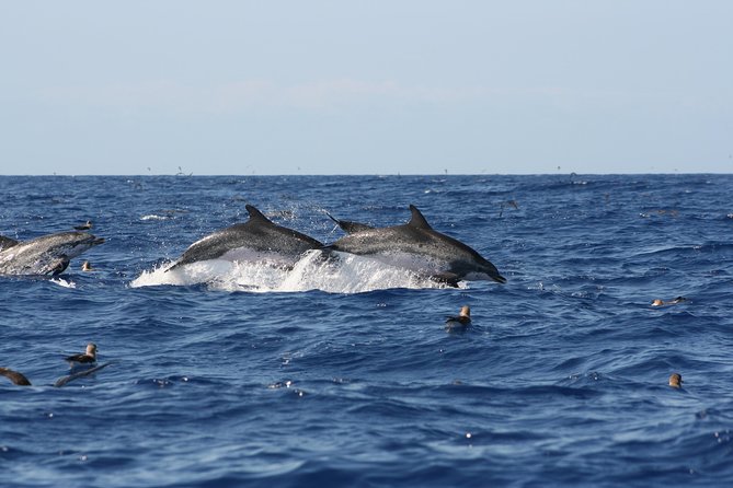 Private Historical Wildlife and Dolphin Cruise South Padre Island - The island stories between wildlife sightings