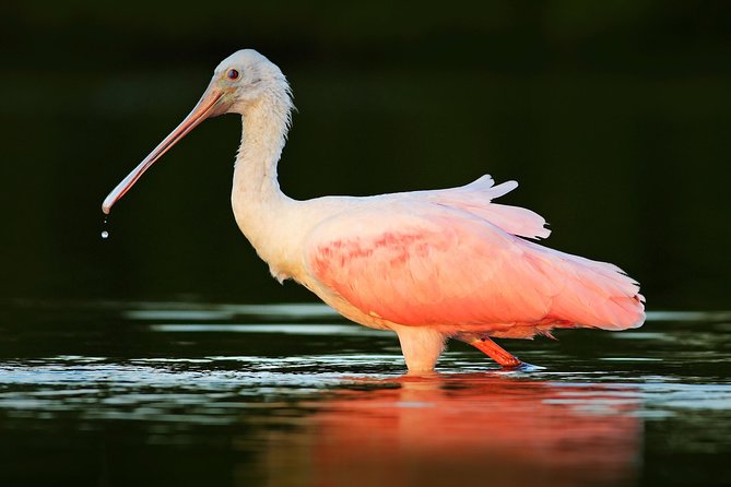 Private Historical Wildlife and Dolphin Cruise South Padre Island - Comfort, safety, and a few things to clarify