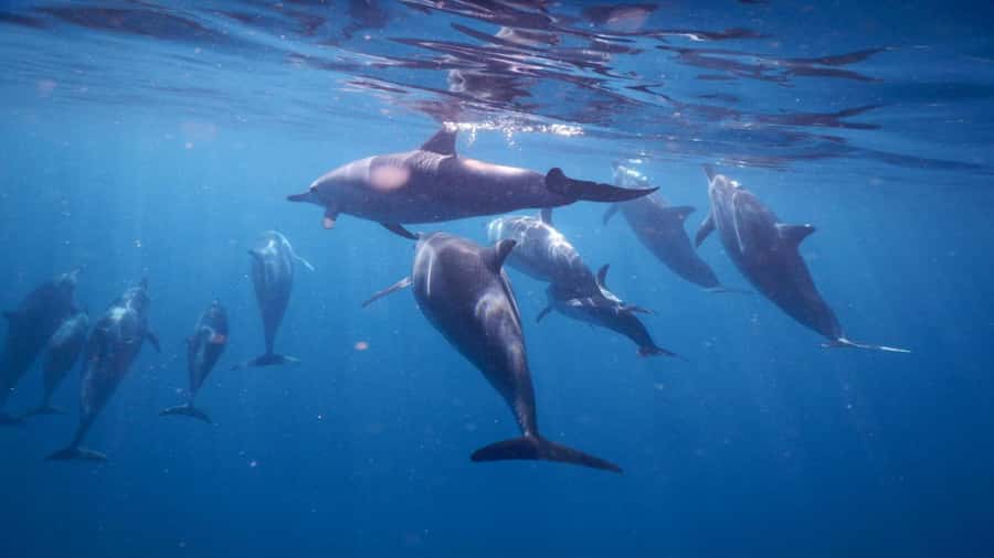 Private Île aux Bénitiers Boat: Dolphin Snorkeling & Lobster - Key points to know before booking