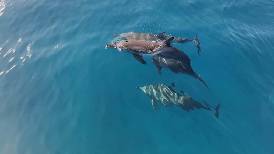 Private Île aux Bénitiers Boat: Dolphin Snorkeling & Lobster - A private morning on the water from Le Morne