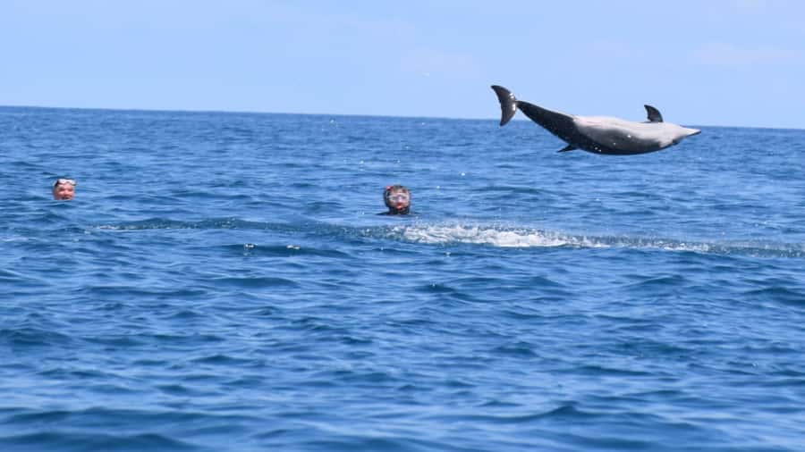 Private Île aux Bénitiers Boat: Dolphin Snorkeling & Lobster - Practical preparation for a seven-hour boat day