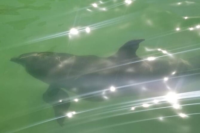 Private Island Paradise: Dolphin, Shelling, Birding Eco Boat Tour - Boat comfort, food, and practical limits