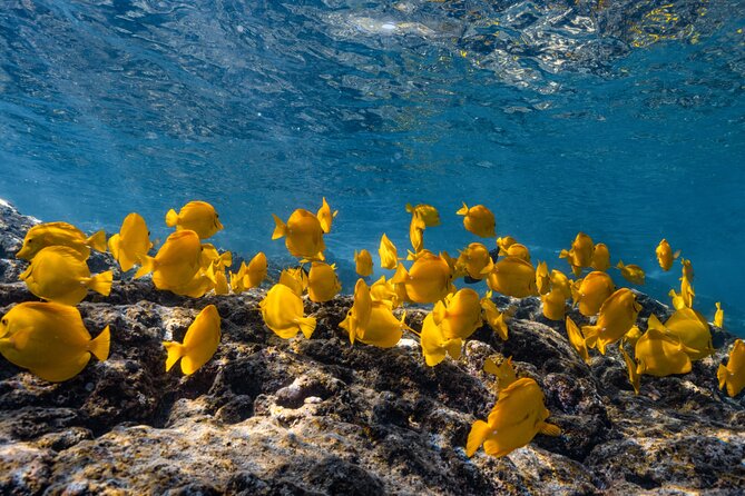 Private Kealakekua Bay Snorkel and Dolphin Watch - Key points to know before you book
