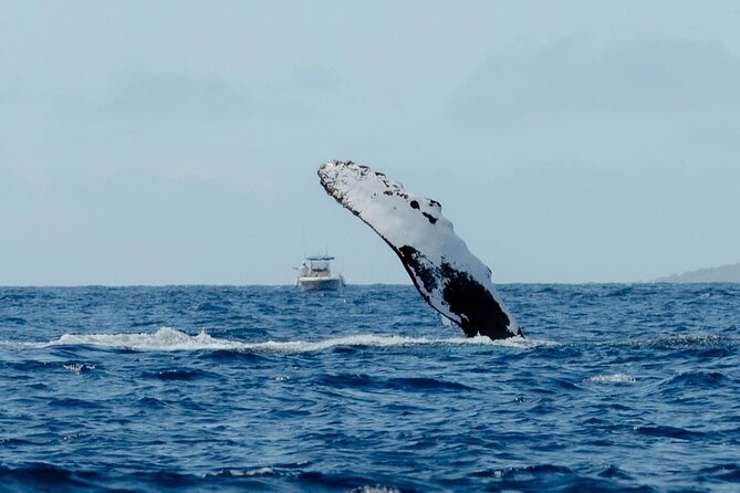 Private Kealakekua Bay Snorkel and Dolphin Watch - Snorkeling near the Captain Cook Monument