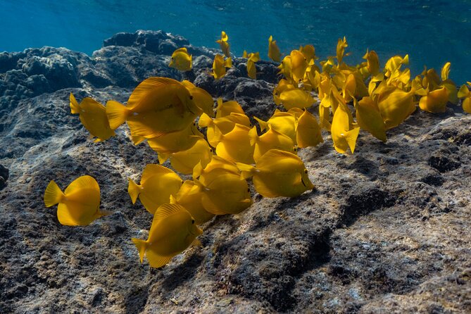Private Kealakekua Bay Snorkel and Dolphin Watch - How the private format affects the price
