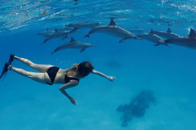 Private Luxury Dolphin House Boat Tour With Lunch - Hurghada - Two reef stops with time to swim