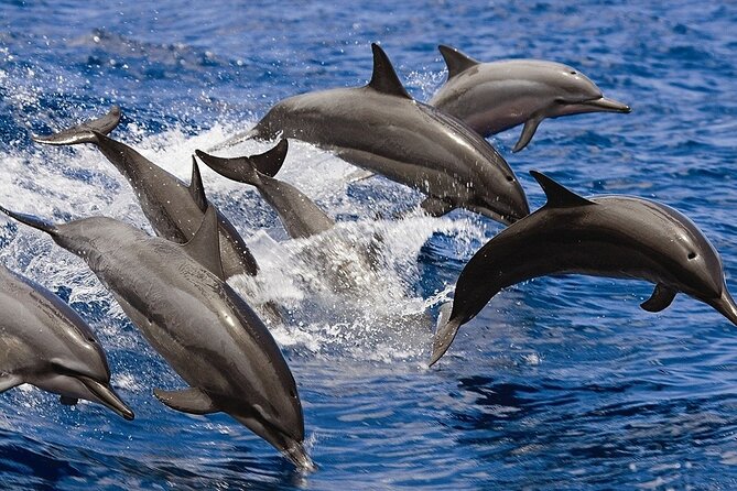 Private Luxury Dolphin House Boat Tour With Lunch - Hurghada - Water sports, fishing, and extra fun