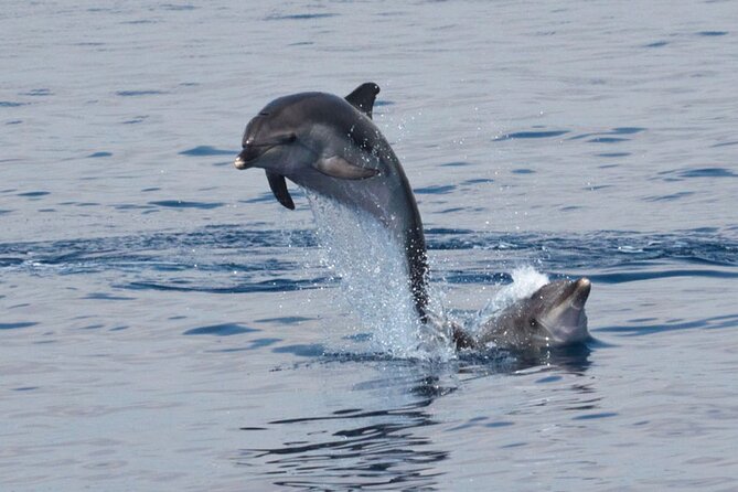 Private Marine Life Spotting - Dolphin watching EcoMarine Malta - Sailing from Vittoriosa at 8:30 a.m.