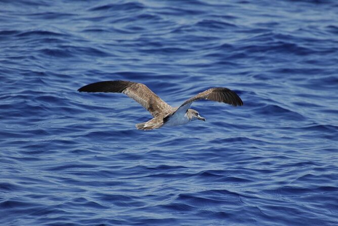 Private Marine Life Spotting - Dolphin watching EcoMarine Malta - Swimming, snorkeling, lunch, and possible route highlights