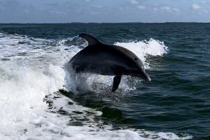 Private ONLY Dolphin Boat Tours - What Makes This Cruise Worth Considering