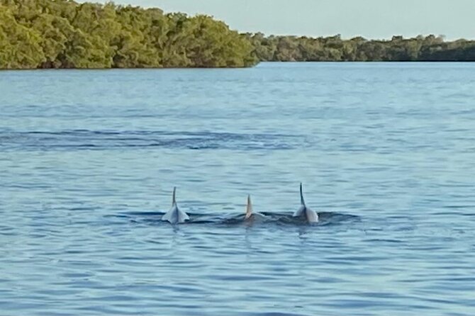 Private ONLY Dolphin Boat Tours - Weather, Wildlife, and the Value Question