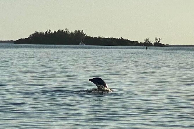 Private ONLY Dolphin Boat Tours - What to Know Before You Arrive
