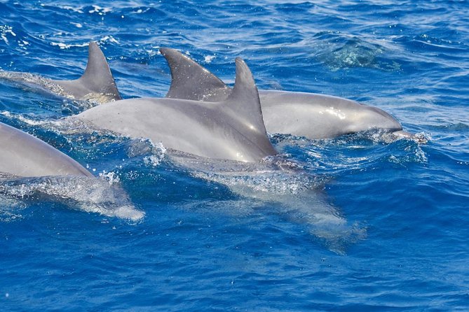 Private Port Stephens Day Trip from Sydney incl Dolphin Cruise - Key things to know before booking