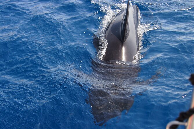 Private Sailing - dolphin Experience Estepona - drink & food - 4h - Swimming, paddleboarding, and time on the water
