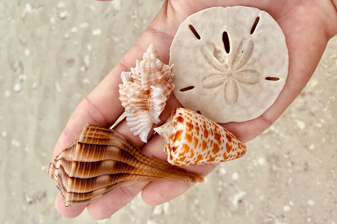 Private Shelling and Dolphin Excursion - Shelling on remote islands
