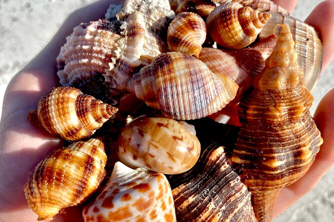 Private Shelling and Dolphin Excursion - Who should book this excursion