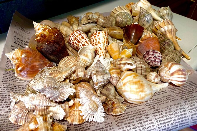 Private Shelling and Dolphin Excursion - Final verdict: should you book it?