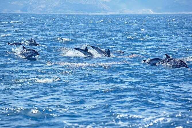 Private Speed Boat Experience To Dolphin House in Hurhgada - Reaching Dolphin House near Hurghada
