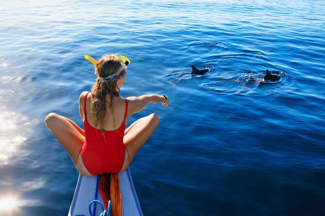 Private Speed Boat Experience To Dolphin House in Hurhgada - Swimming and snorkeling in the Red Sea