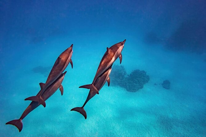 Private Speed Boat Experience To Dolphin House in Hurhgada - A wildlife outing, not a guaranteed dolphin show