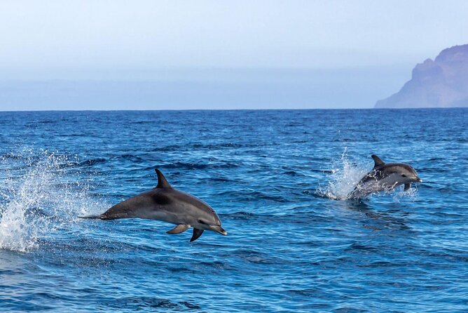 Private Speed Boat Experience To Dolphin House in Hurhgada - Who will enjoy this Hurghada outing most