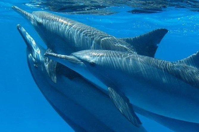 Private Speed Boat & Swim With Dolphins & Water Sports-hurghada - The first snorkeling stop