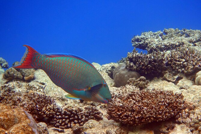 Private Speedboat Excursion Dolphin House Discovery - Hurghada - What the $55 price really covers