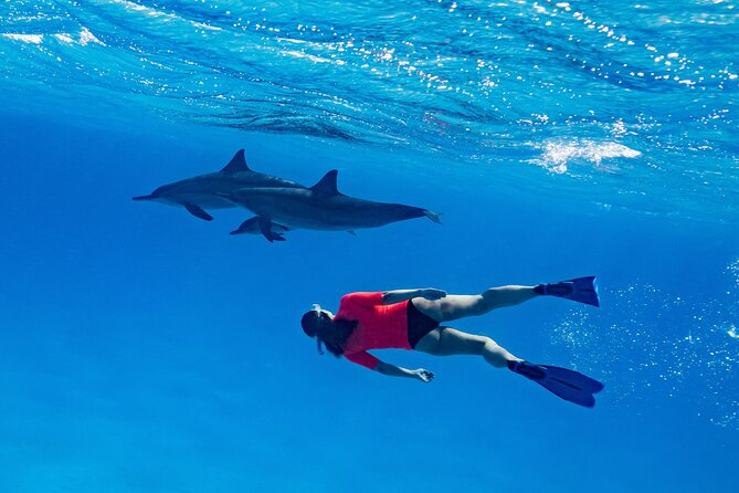 Private Speedboat swimming and Dolphin Watching in Hurghada - Snorkeling over coral reefs and colorful fish