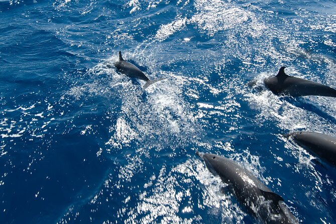 Private Speedboat swimming and Dolphin Watching in Hurghada - Racing across the Red Sea by private speedboat