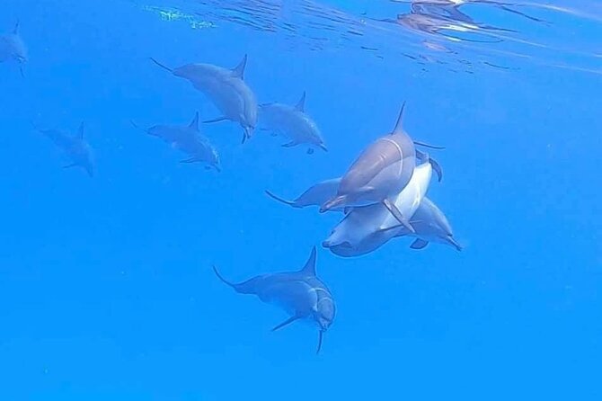 Private Speedboat To Dolphin House With Parasailing - Hurghada - Cost, Extra Fees, and Overall Value