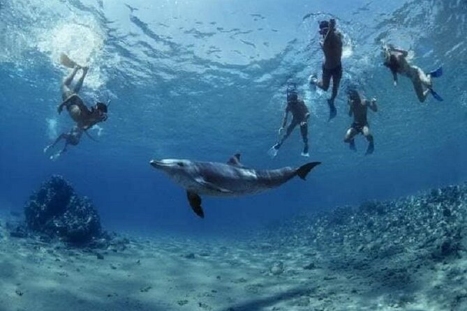 Private Speedboat To Dolphin House With Parasailing - Hurghada - Who Will Enjoy This Morning Most?