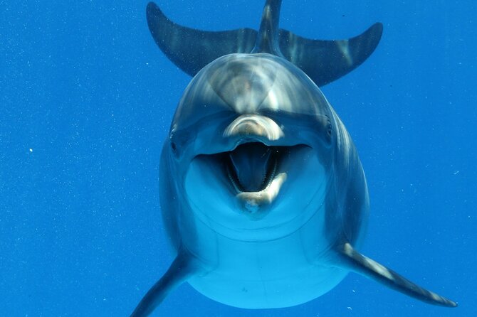 Private Speedboat To Dolphin House With Parasailing - Hurghada - Snorkeling Around Dolphin House