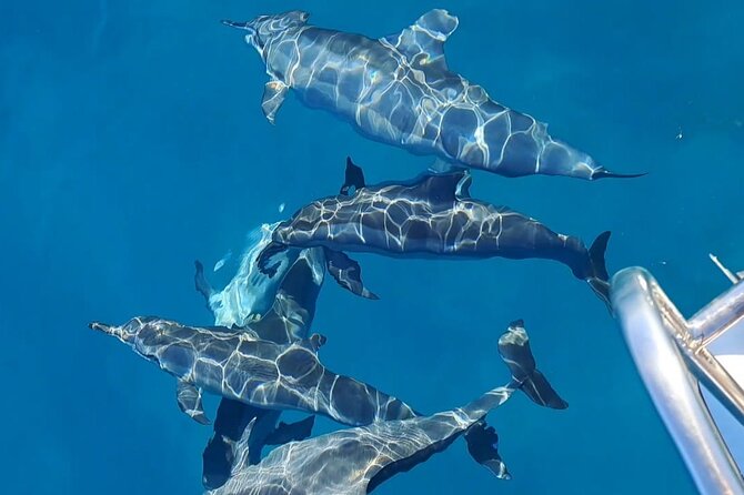 Private sunrise Dolphin with Le Havanah Boat - Key points at a glance