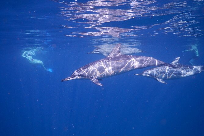 Private sunrise Dolphin with Le Havanah Boat - What happens when you leave Le Morne