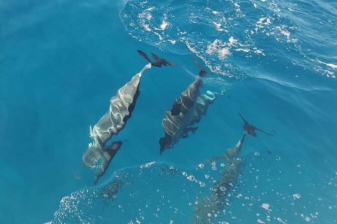 Private sunrise Dolphin with Le Havanah Boat - Snorkeling and the possible turtle encounter