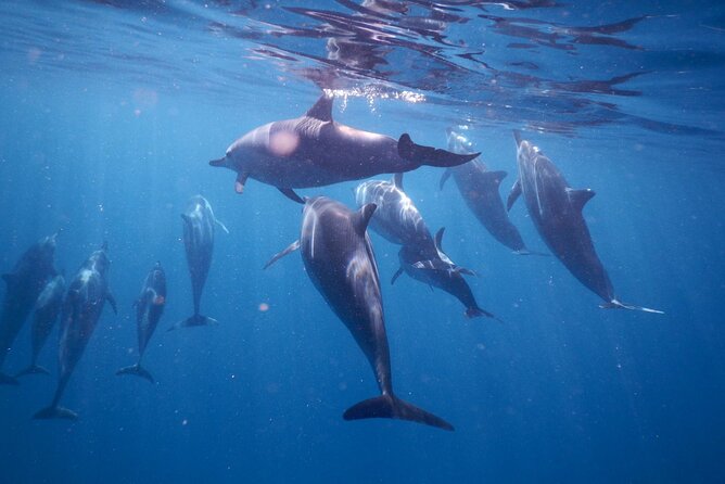 Private sunrise Dolphin with Le Havanah Boat - Breakfast on the boat