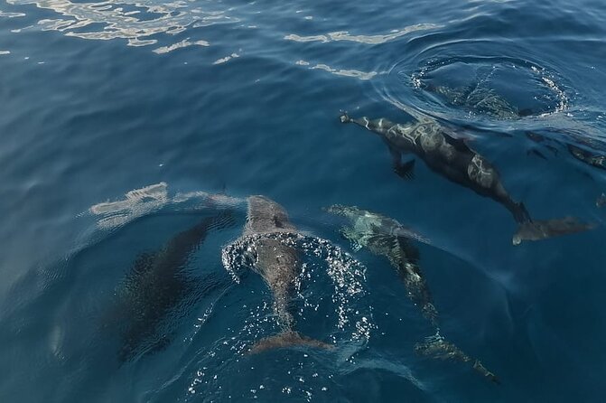Private sunrise Dolphin with Le Havanah Boat - The private boat and group size